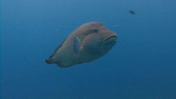 Nádherný reef ponorů v modrém rohu. Velká ryba Napoleon. — Stock video