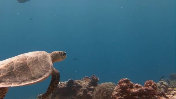 Karettsköldpaddan svävar över ett korallrev. — Stockvideo