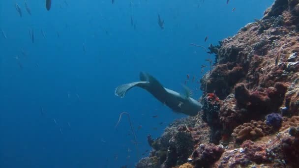Nádherný reef ponorů v modrém rohu. Velká ryba Napoleon. Zde je péče místních popelářů. — Stock video