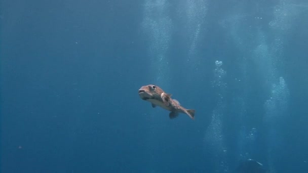 Grasvelden zweven puffer vissen langs het rif naar blauwe hoek. — Stockvideo