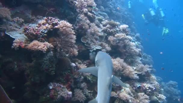 Gran buceo con tiburones de arrecife en la esquina azul . — Vídeo de stock