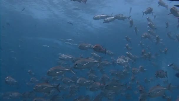 Underbara reef dyk på blå hörnet. — Stockvideo