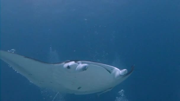 Great dive with large manta rays. — Stock Video