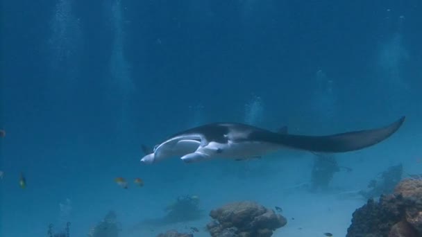 Skvělé potápění s velkými manta paprsky. — Stock video