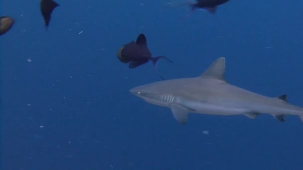 Mavi köşede, resif köpekbalıkları ile büyük dalış. — Stok video
