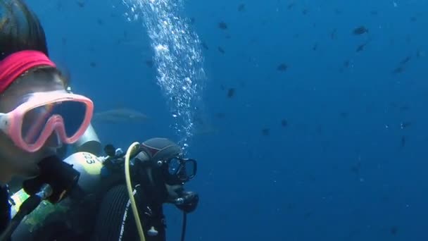 Grote duiken met rifhaaien op blauwe hoek. — Stockvideo