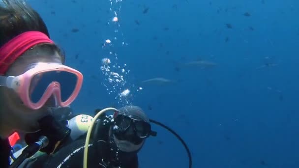 Grote duiken met rifhaaien op blauwe hoek. — Stockvideo
