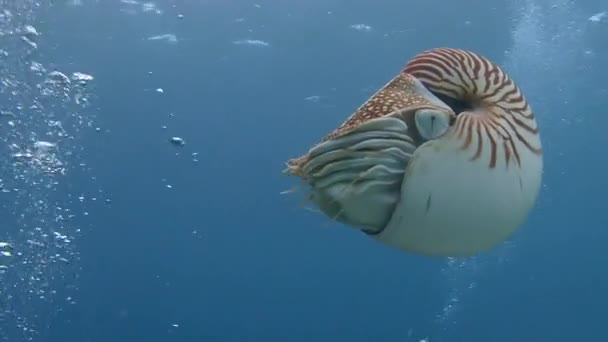 Великое погружение с удивительными моллюсками Наутилус . — стоковое видео