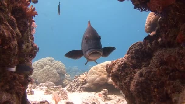 팔라우 군도의 산호초에 스쿠버 다이빙 — 비디오