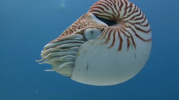 Grande plongée avec des mollusques étonnants le Nautilus . — Video