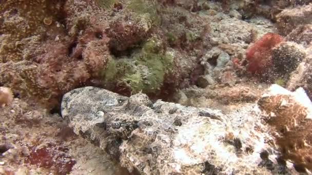 Crocodile fish lurking on the bottom waiting for prey. — Stock Video