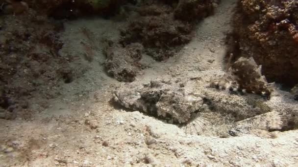 Crocodile fish lurking on the bottom waiting for prey. — Stock Video