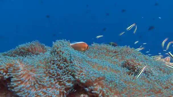 Simbiosis de peces payaso y anémonas . — Vídeos de Stock