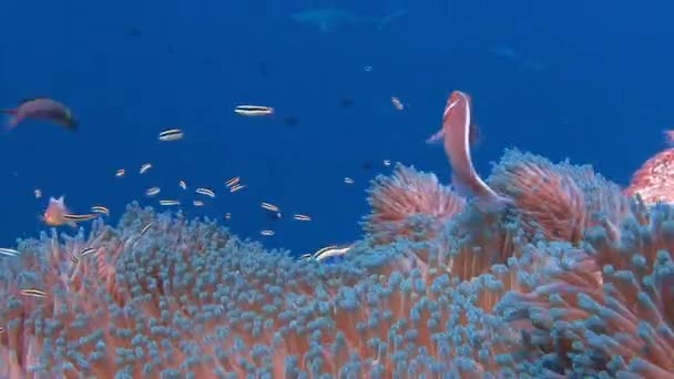 Simbiosis de peces payaso y anémonas . — Vídeos de Stock