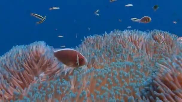 Simbiosis de peces payaso y anémonas . — Vídeos de Stock