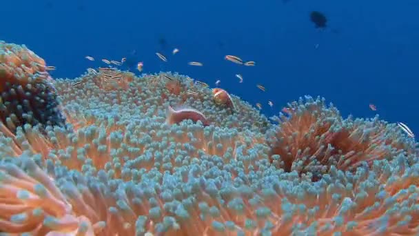 Symbiose van clown vis en anemonen. — Stockvideo