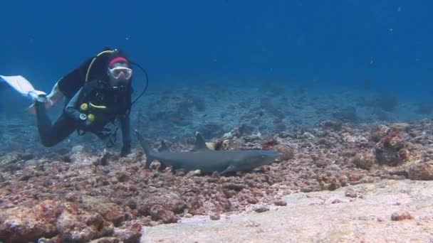 Gran buceo con tiburones de arrecife en la esquina azul. Algunos de los tiburones son muy confiados y amigables. . — Vídeos de Stock