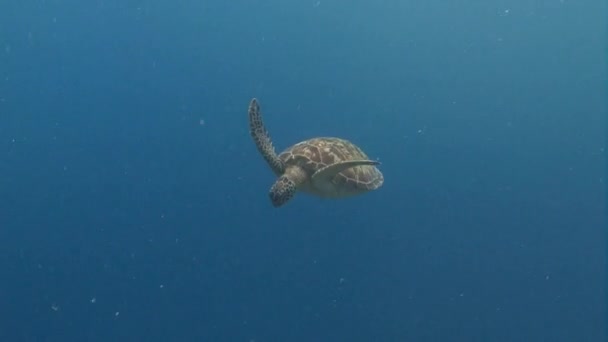 Zabawa nurkowanie z dużymi zielonymi żółwi. — Wideo stockowe