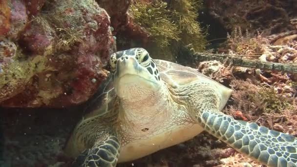 Spaßtauchgang mit großen grünen Schildkröten. — Stockvideo