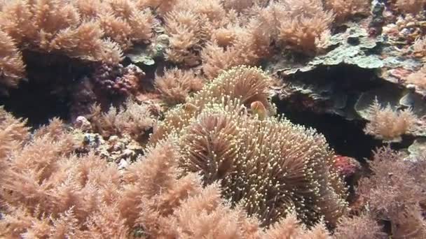 Simbiosis de peces payaso y anémonas . — Vídeos de Stock