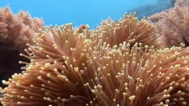 Symbiose van clown vis en anemonen. — Stockvideo