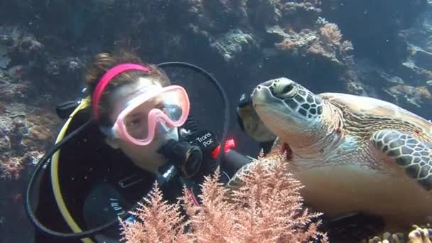 Plongée amusante avec de grandes tortues vertes. Même les tortues ont besoin d'affection . — Video