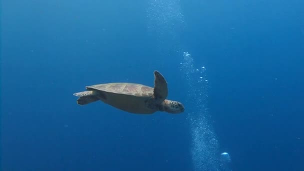 A cserepes teknős egy korallzátony fölött lebegve.