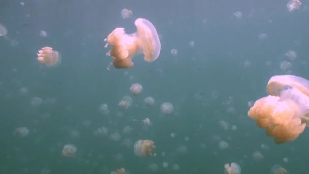 Nel lago dell'isola di Eil Malk, milioni di meduse . — Video Stock