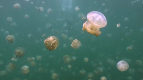 In the lake of the island Eil Malk archipelago, millions of jellyfish. — Stock Video