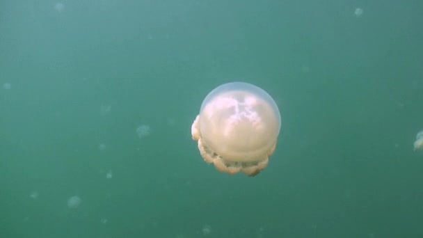 In de poel van de eiland Eil Malk archipel, miljoenen kwal. — Stockvideo