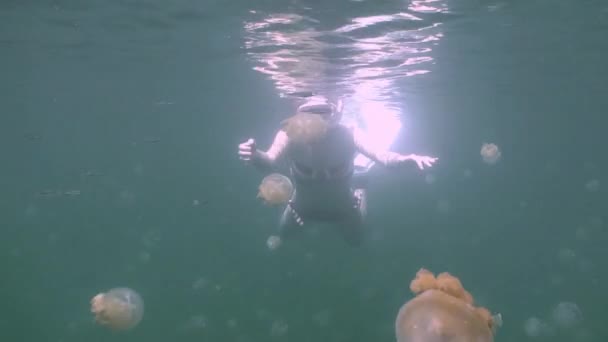 En el lago de la isla del archipiélago de Eil Malk, millones de medusas . — Vídeo de stock