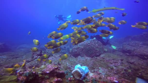 Una bandada colorida de peces clarín en la isla Socorro en el océano Pacífico. México. . — Vídeos de Stock