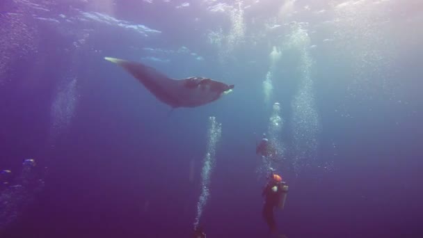 Erstaunliches Tauchen mit den großen Mantarochen vor der Insel Socorro im Pazifik. Mexiko. — Stockvideo