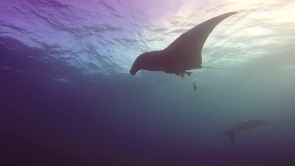 Increíble buceo con los grandes rayos manta fuera de la isla Socorro en el océano Pacífico. México. . — Vídeos de Stock