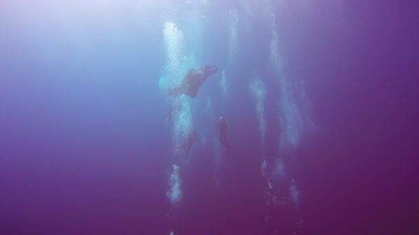 Erstaunliches Tauchen mit den großen Mantarochen vor der Insel Socorro im Pazifik. Mexiko. — Stockvideo