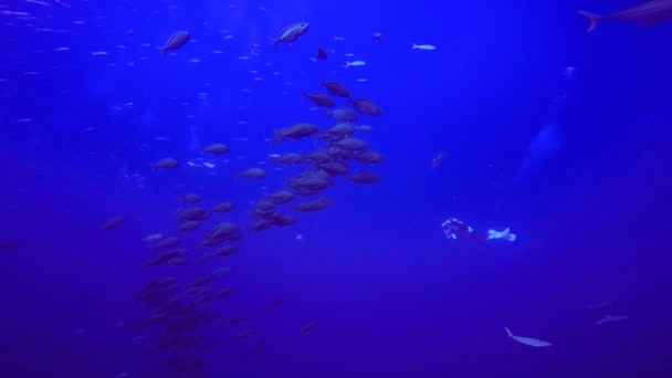 Underwater videographer and a gaggle of Jack fish. — Stock Video