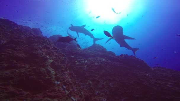 Чудовий дайвінг з акулами off острів Roca Partida в Тихому океані. Мексика. — стокове відео