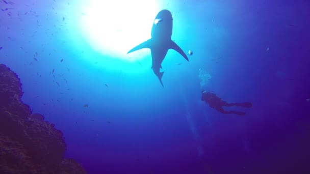 素晴らしい太平洋のロカ Partida 島沖のサメとダイビングします。メキシコ. — ストック動画