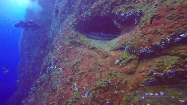 Wonderful diving with sharks off the island of ROCA Partida in the Pacific ocean. Mexico. — Stock Video