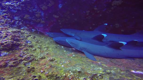 Wspaniałe, nurkowanie z rekinami off wyspa Roca Partida na Pacyfiku. Meksyk. — Wideo stockowe