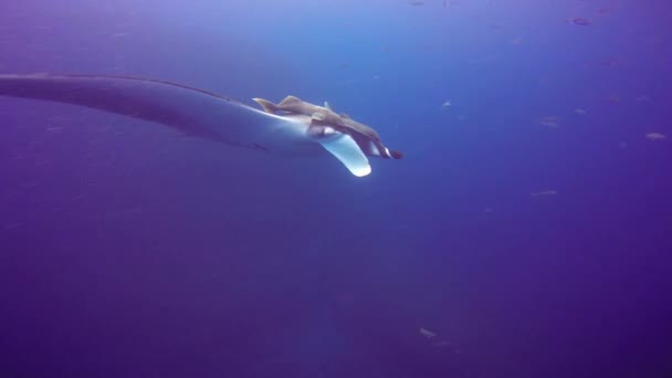 Mergulho incrível com os grandes raios de manta ao largo da ilha de Socorro no Oceano Pacífico. México . — Vídeo de Stock