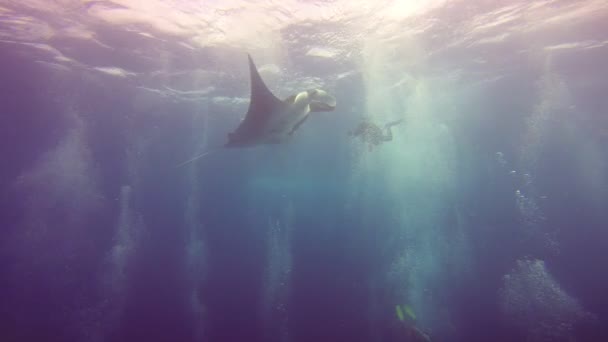 Úžasné potápění s velkým manta paprsky Socorro ostrova v Tichém oceánu. Mexiko. — Stock video