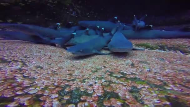 Magnifique plongée avec des requins au large de l'île de ROCA Partida dans l'océan Pacifique. Mexique . — Video