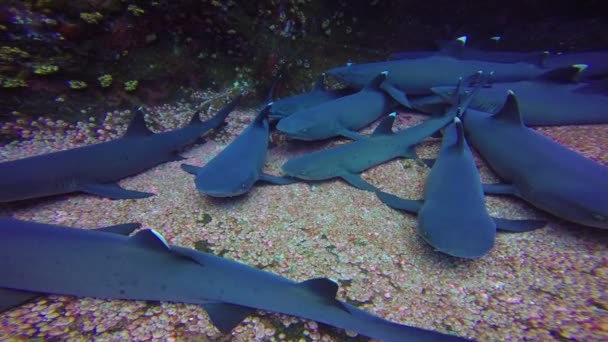 Underbar dykning med hajar utanför ön av Roca Partida i Stilla havet. Mexico. — Stockvideo