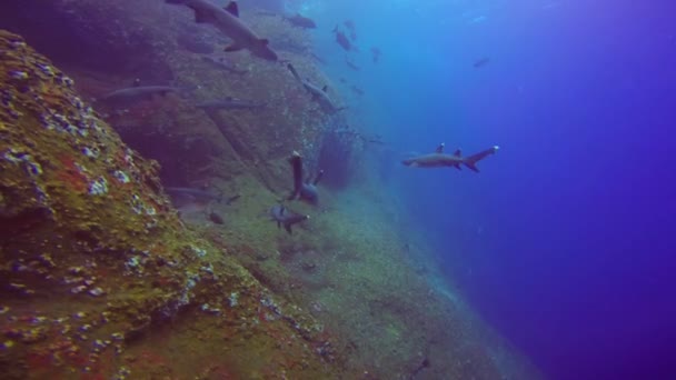 Underbar dykning med hajar utanför ön av Roca Partida i Stilla havet. Mexico. — Stockvideo