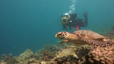 Deniz kaplumbağaları Hawksbill ile büyüleyici bir dalış.