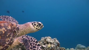 Deniz kaplumbağaları Hawksbill ile büyüleyici bir dalış.