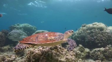 Deniz kaplumbağaları Hawksbill ile büyüleyici bir dalış.