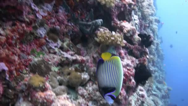 Ange impérial poisson sur le récif corallien . — Video