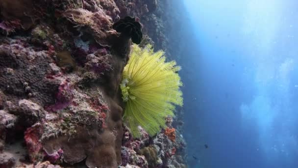 Hermoso arrecife de coral y coloridos lirios marinos . — Vídeo de stock